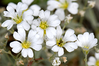 Cerastium tomentosum